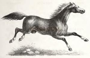 ANIMAL_0228